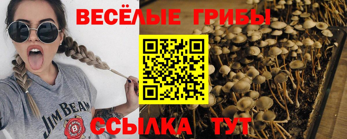 Псилоцибиновые грибы GOLDEN TEACHER Родники